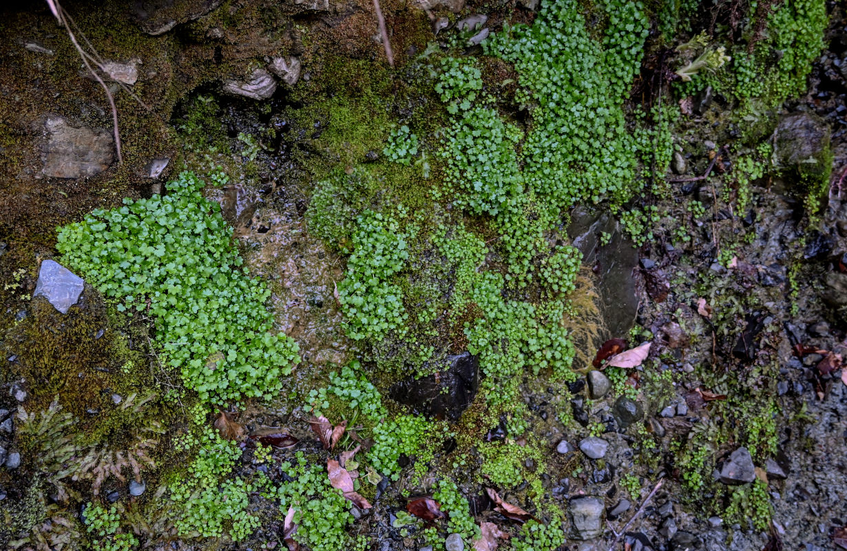 Изображение особи Saxifraga cymbalaria.