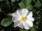 genus Rosa. Цветок. Казахстан. Туркестанская обл., Толебийский р-н, юго-восточная окраина с. Бургулюк, дол. ручья, южный борт, кусты вдоль дороги. 07.05.2025.