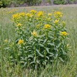 Euphorbia semivillosa. Цветущее растение. Волгоградская обл., Калачёвский р-н, дол. р. Большая Голубая, остепненный луг. 21.05.2006.