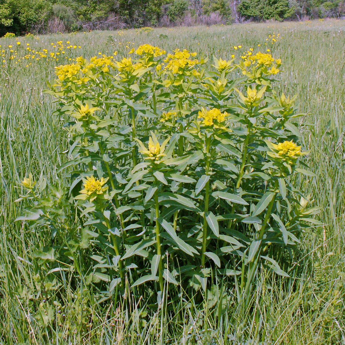 Image of Euphorbia semivillosa specimen.