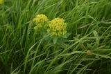 род Euphorbia. Верхушки цветущих побегов. Грузия, Самцхе-Джавахети, Ахалкалакский муниципалитет, оз. Карцахи, северный берег, нижняя береговая терраса, луг. 18 мая 2025 г.