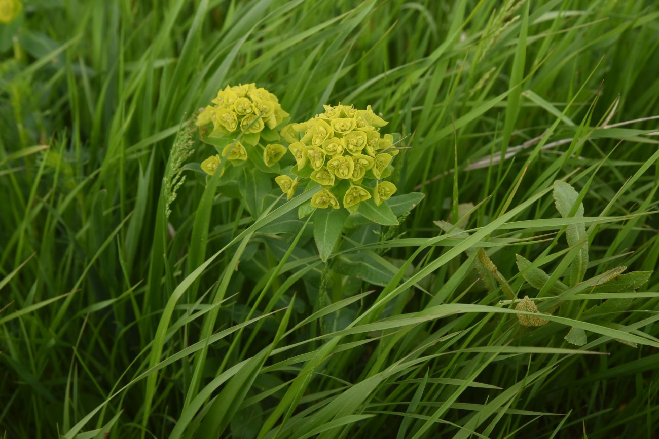 Image of genus Euphorbia specimen.