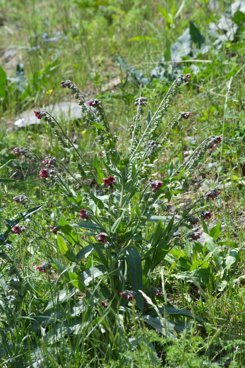 Image of Cynoglossum officinale specimen.