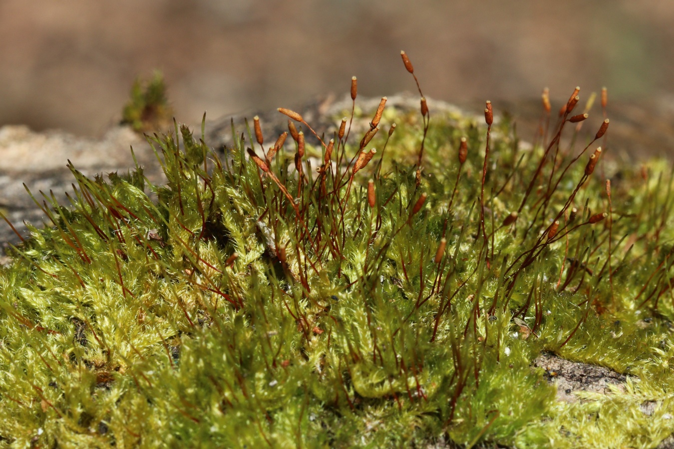 Image of class Bryopsida specimen.