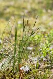 Carex nigra