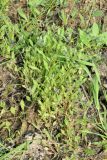 Asperugo procumbens