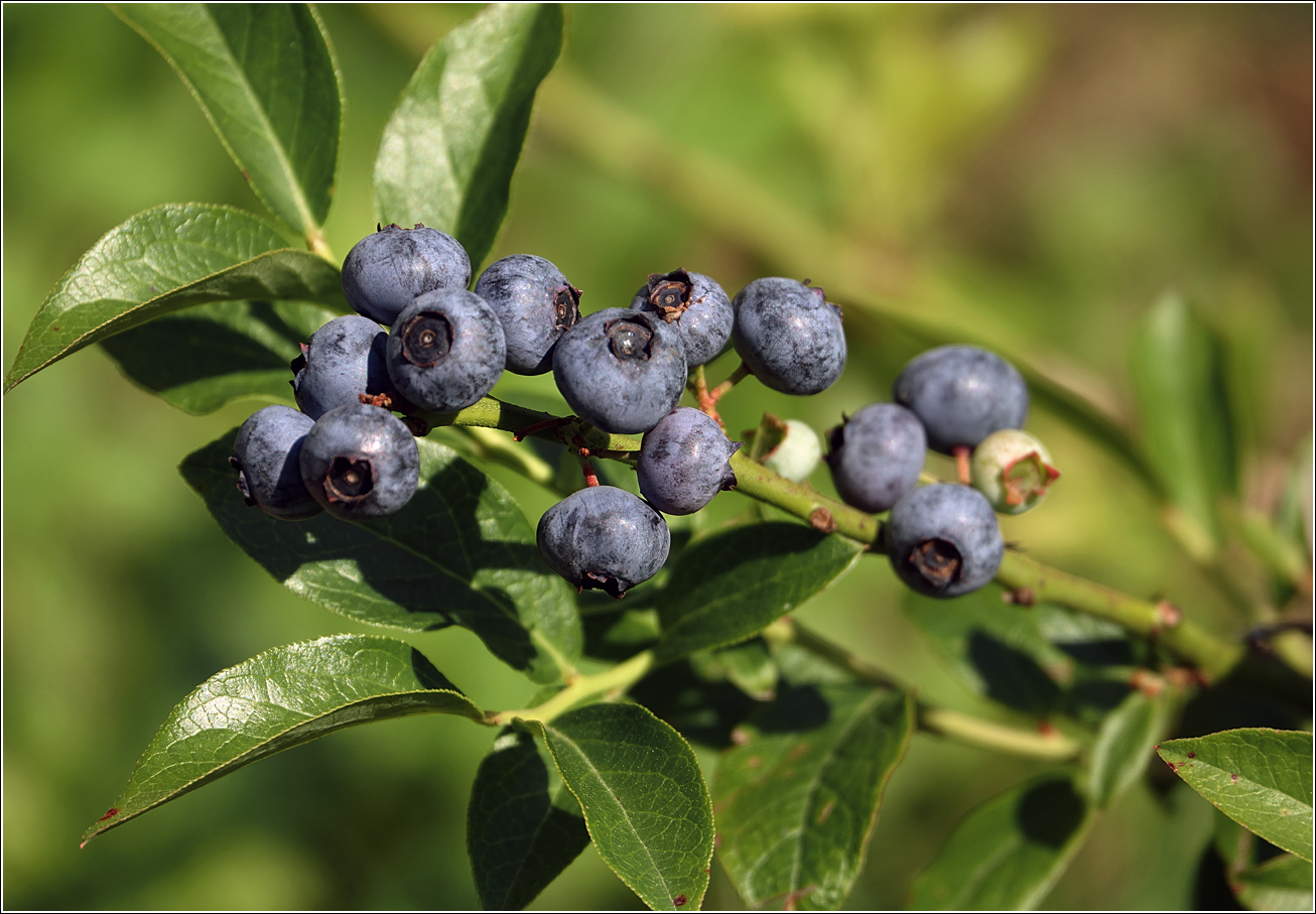 Изображение особи Vaccinium corymbosum.