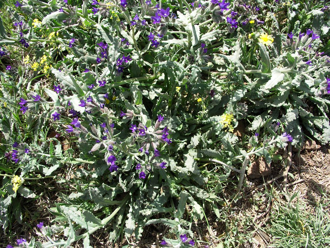 Изображение особи Anchusa undulata.