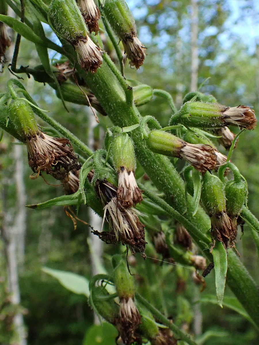 Изображение особи Parasenecio hastatus ssp. orientalis.