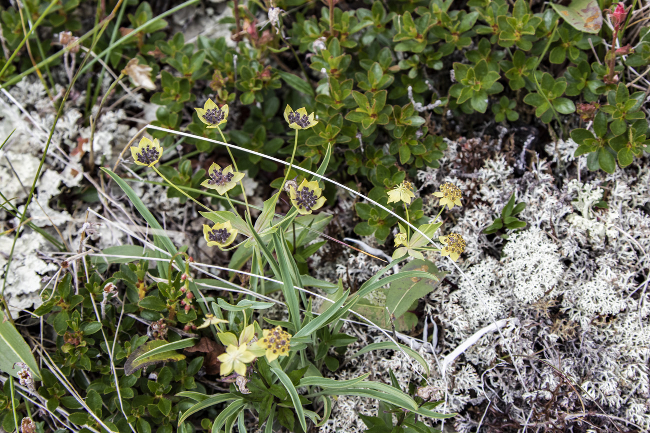Изображение особи Bupleurum euphorbioides.