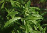 Monarda citriodora. Верхушка побега. Московская обл., Раменский р-н, окр. дер. Хрипань, садовый участок. 10.09.2025.