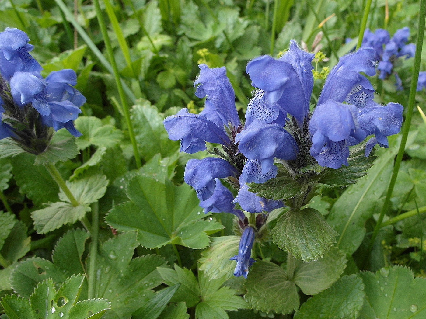 Изображение особи Dracocephalum grandiflorum.