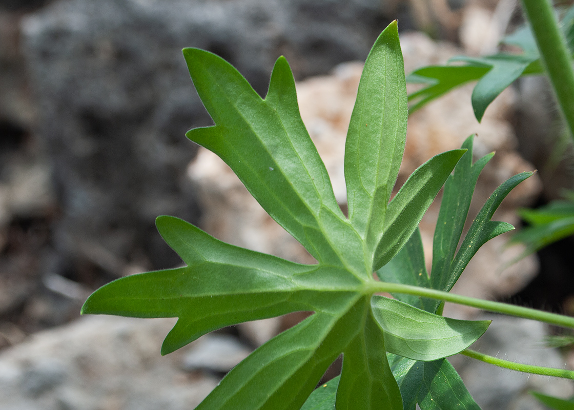 Изображение особи Staphisagria macrosperma.