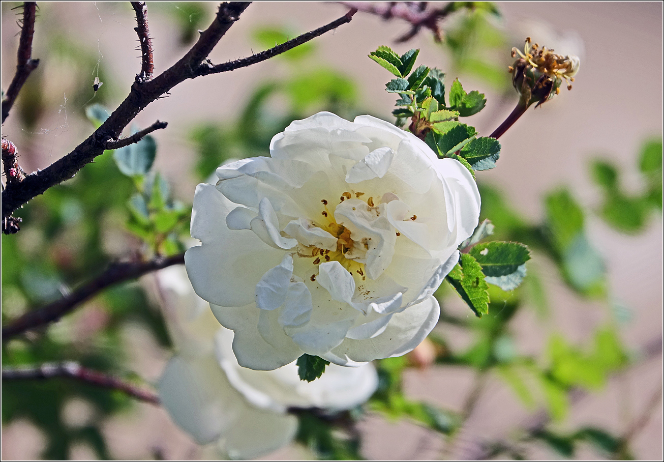 Изображение особи Rosa spinosissima.