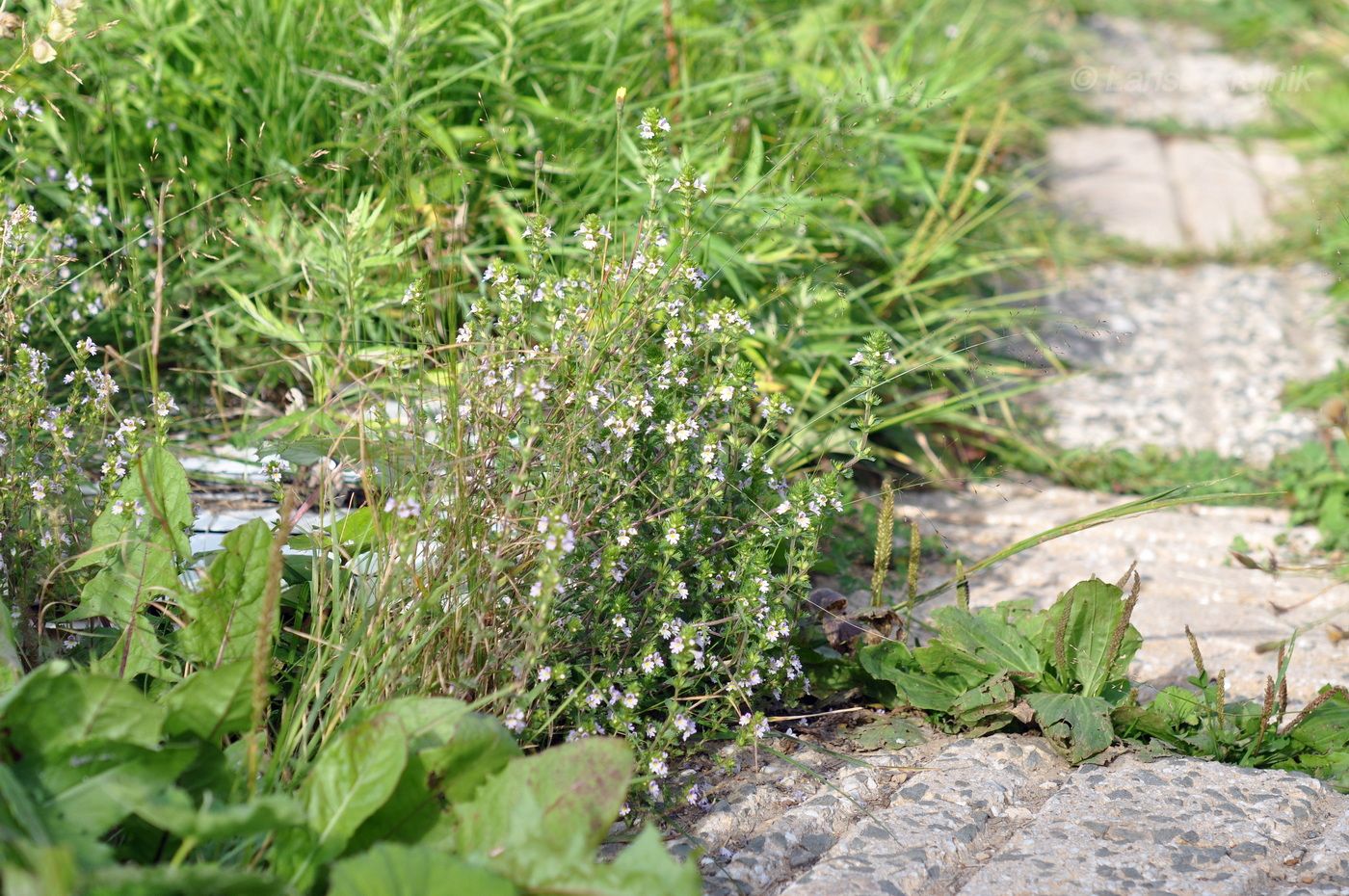 Изображение особи род Euphrasia.