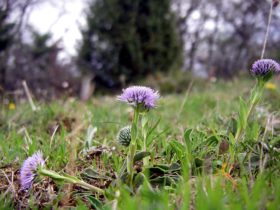 Image of Globularia vulgaris specimen.