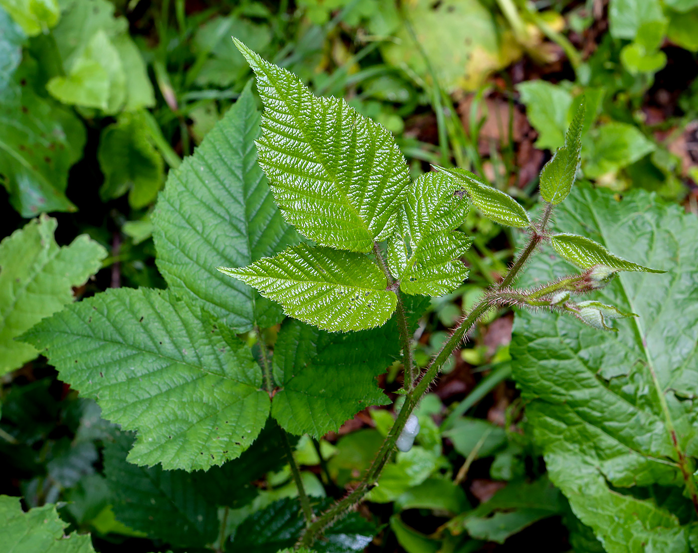 Image of genus Rubus specimen.