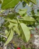 Rosa canina. Листья (вид на абаксиальную поверхность). Краснодарский край, м/о город-курорт Геленджик, окр. пос. Светлый, щель Церковная, дамба вдхр. 14.10.2018.