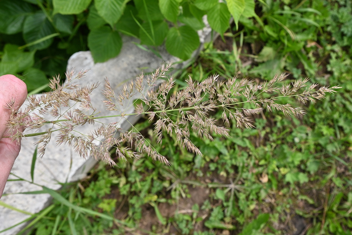 Image of familia Poaceae specimen.