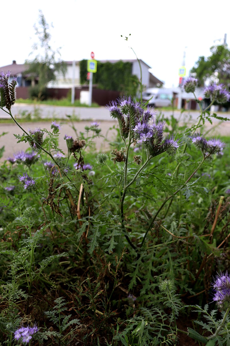 Image of Phacelia tanacetifolia specimen.