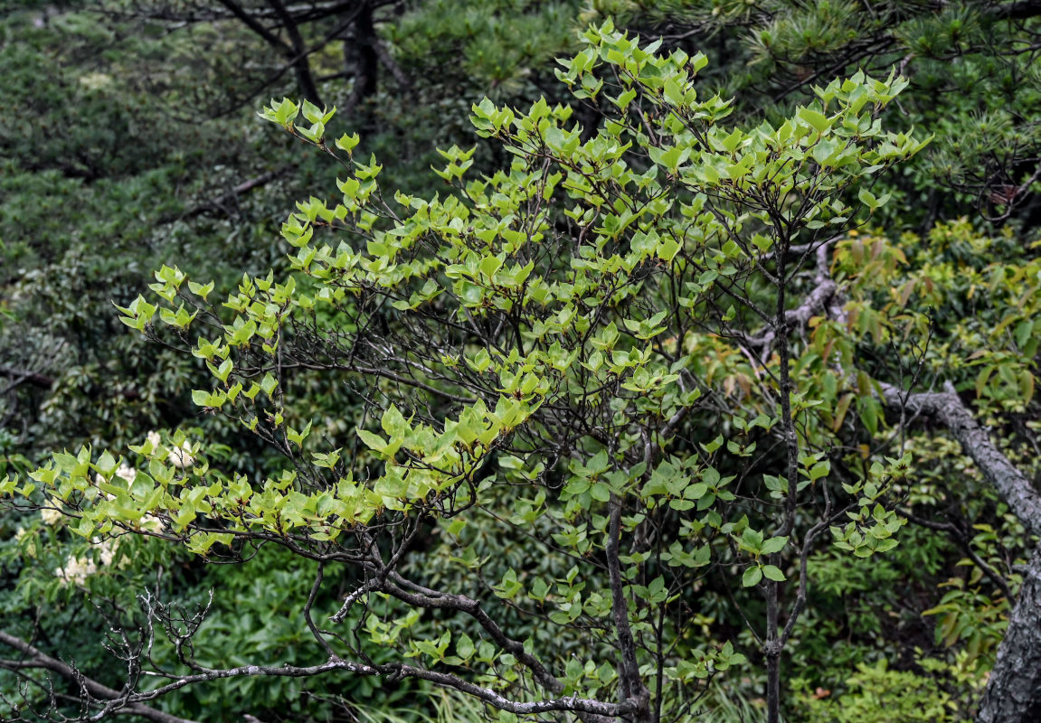 Изображение особи Rhododendron kaempferi.