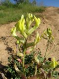 genus Astragalus