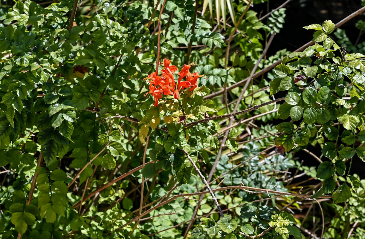 Image of Tecomaria capensis specimen.