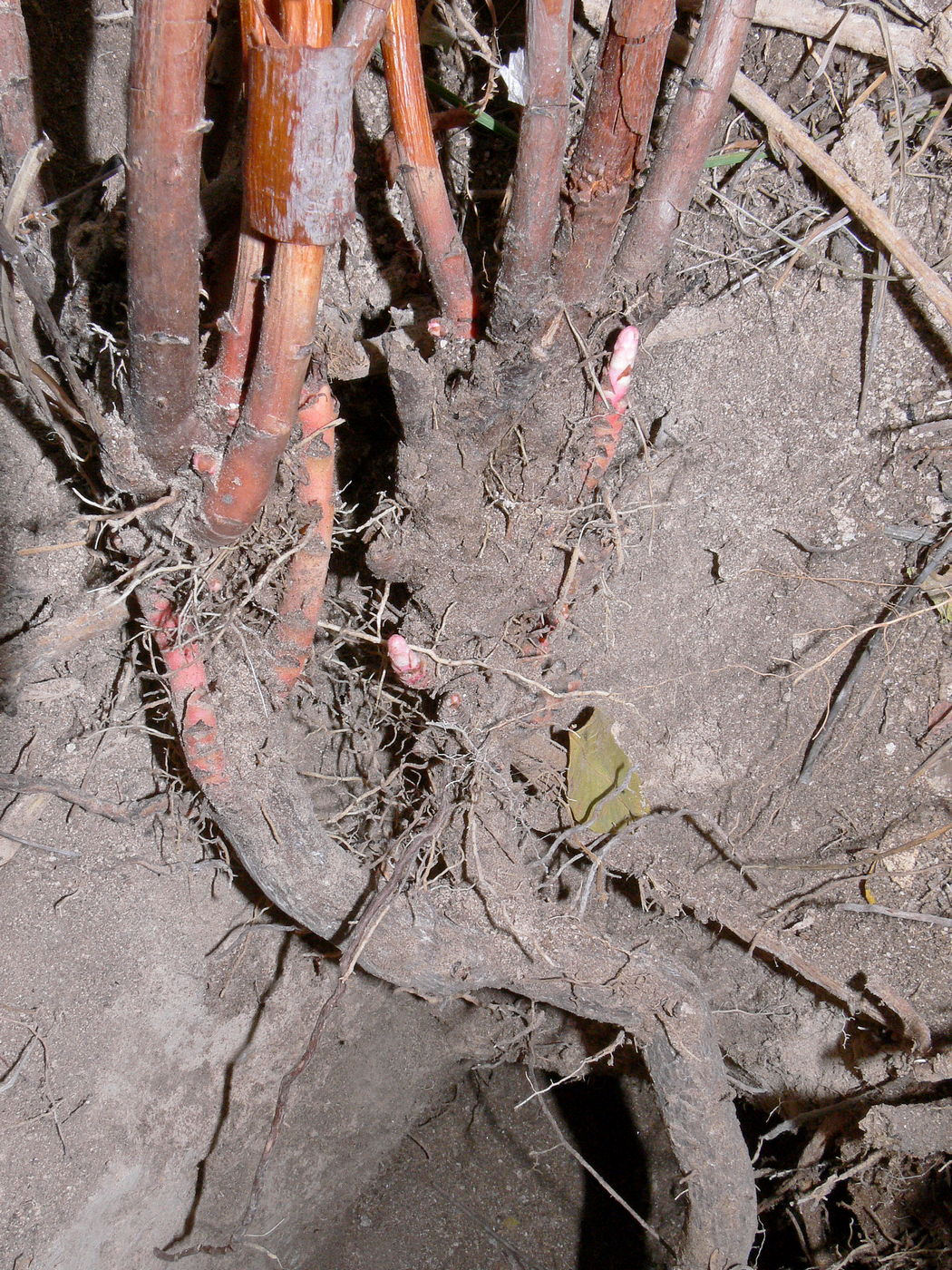 Image of Poacynum kazakevichchii specimen.