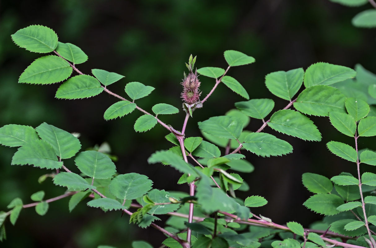 Изображение особи Rosa bella.