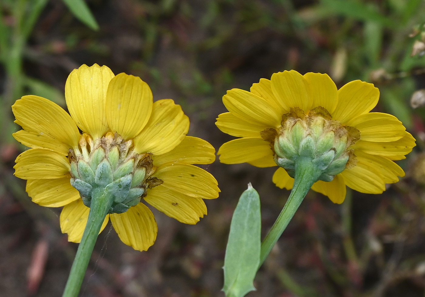 Image of Glebionis segetum specimen.