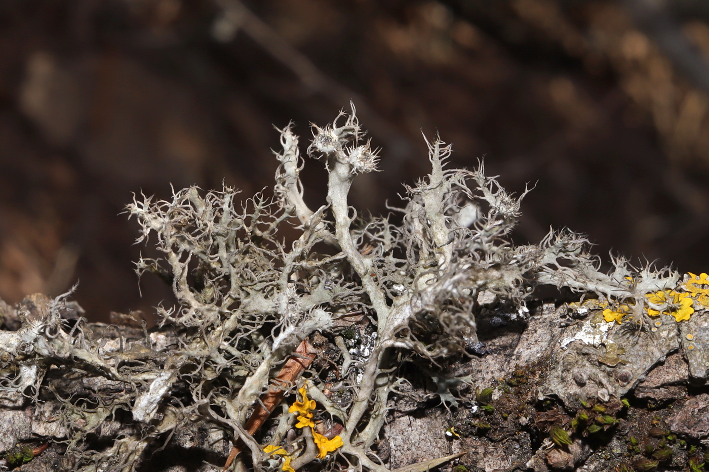 Image of Anaptychia setifera specimen.
