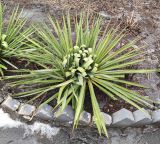 Yucca filamentosa. Зимующее растение, с загнутыми от снега листьями. Волгоград, ул. Бутурлиновская, рядом с клубом \"Волго-Дон\". 16.02.2026.