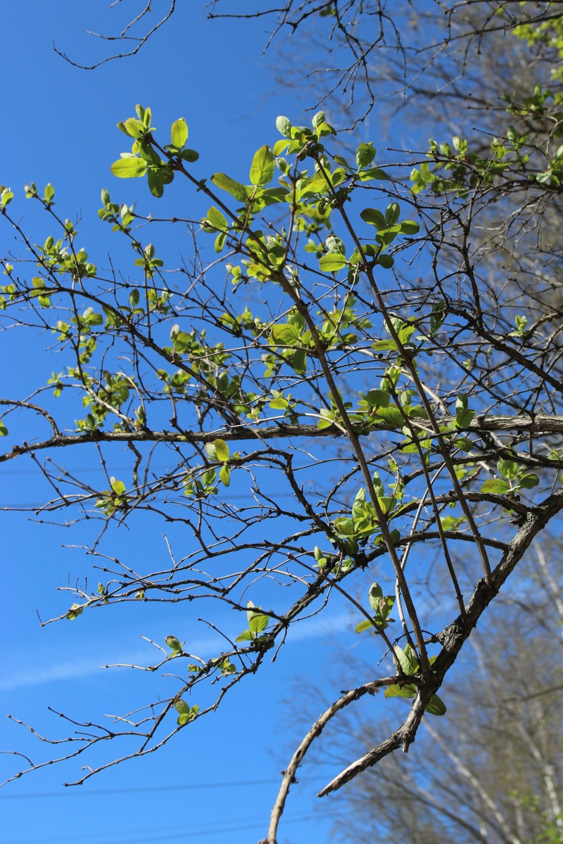 Image of Lonicera tatarica specimen.