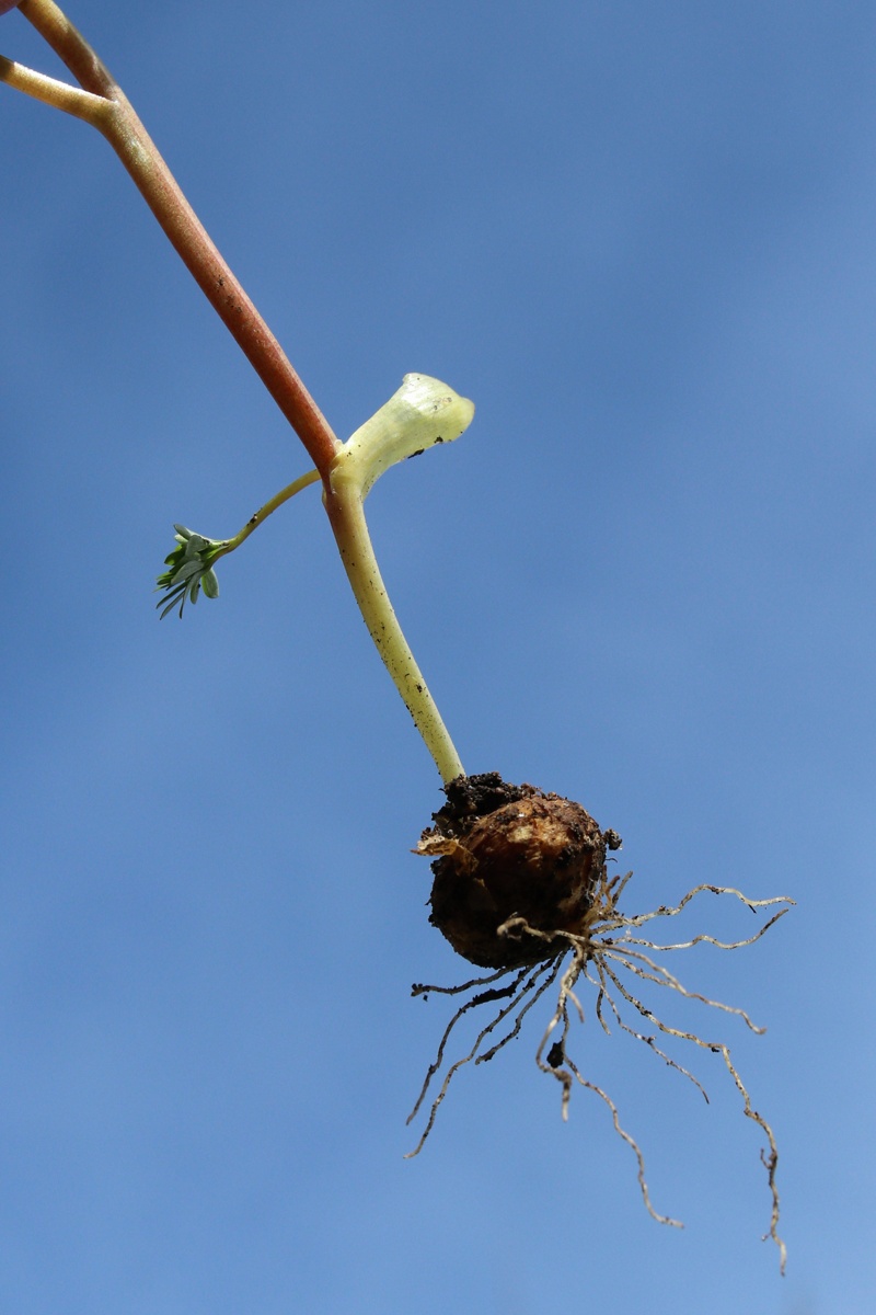 Image of Corydalis solida specimen.