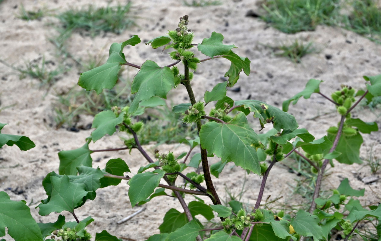 Image of Xanthium orientale specimen.