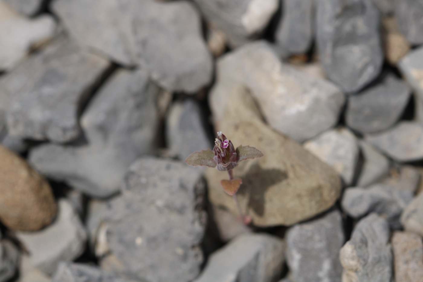 Image of Nepeta bracteata specimen.
