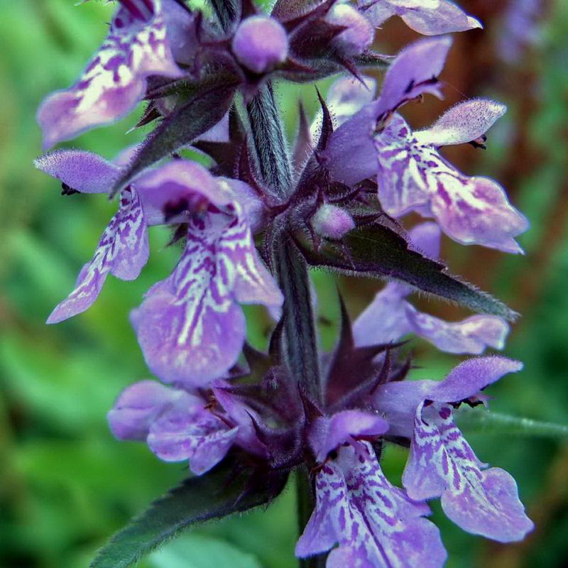 Изображение особи Stachys palustris.