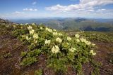Rhododendron aureum. Заросли цветущих растений (местами виден Bergenia pacifica). Хабаровский край, р-н имени Лазо, гора Ко, вершина, выс. ≈ 2000 м н.у.м. 22.06.2026.