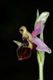 Ophrys oestrifera. Цветок. Краснодарский край, г/о Новороссийск, Раевский с/о, окр. станицы Раевская, 56 м выс., н. у. м., ясенево-кленово-грабовый лес в пойме притока р. Маскага. 23.05.2025.