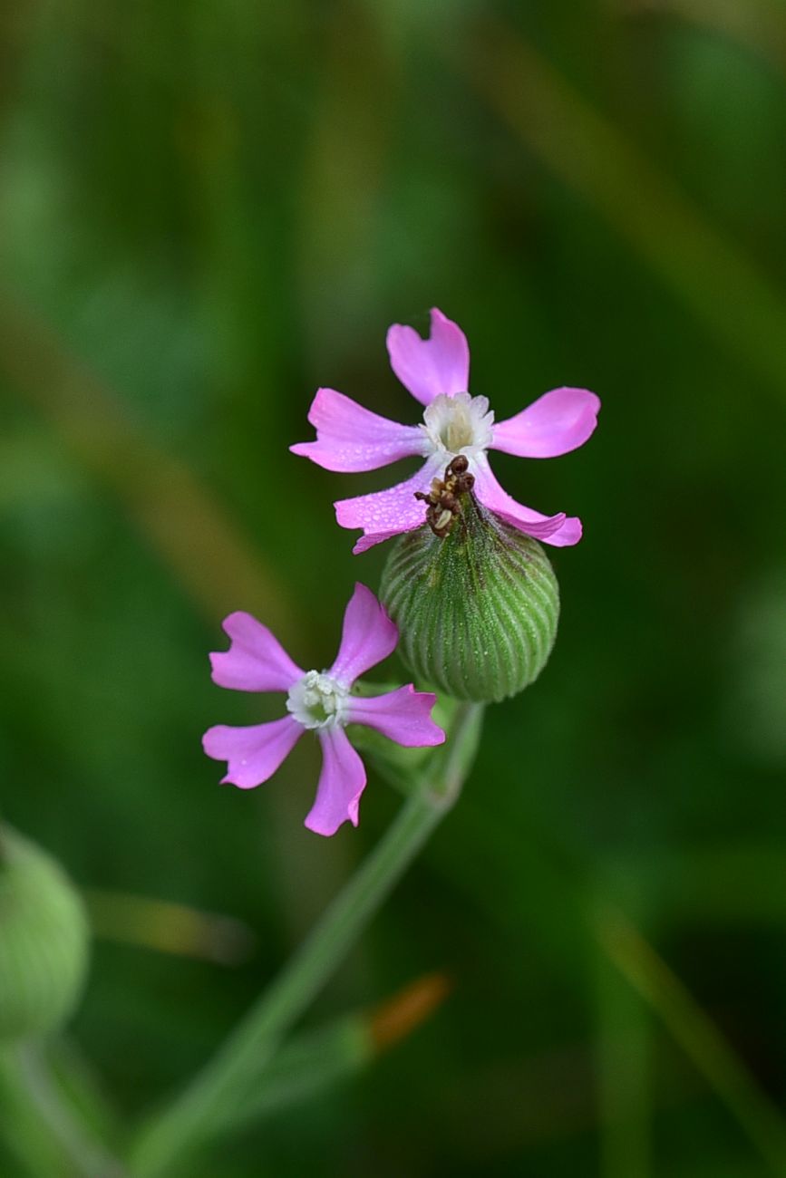 Image of genus Pleconax specimen.