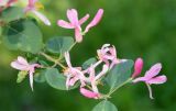 Lonicera tatarica