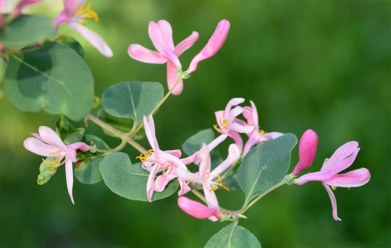 Image of Lonicera tatarica specimen.
