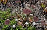 genus Daucus. Цветущее и плодоносящее растение. Португалия, округ Бежа, мыс Сардао, заросли кустарников. 06.06.2026.
