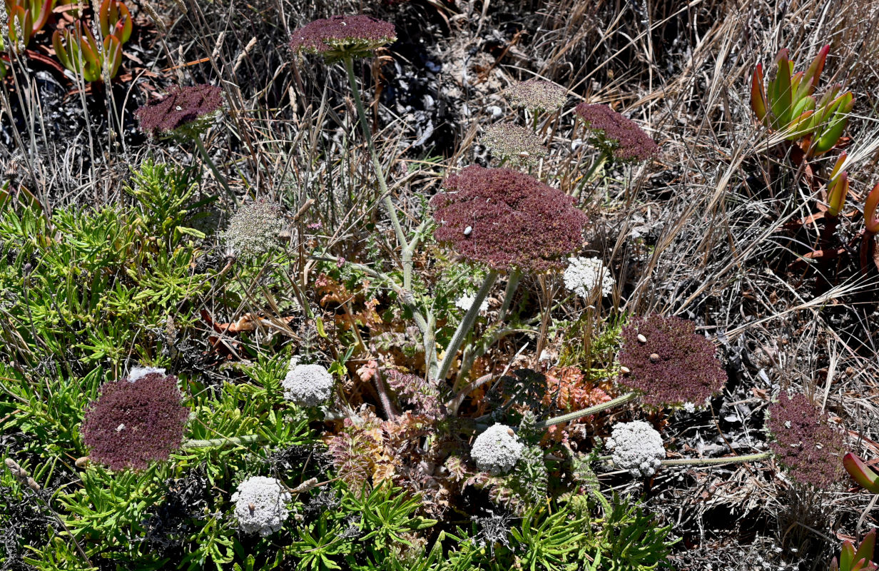Image of genus Daucus specimen.