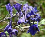 Delphinium cuneatum