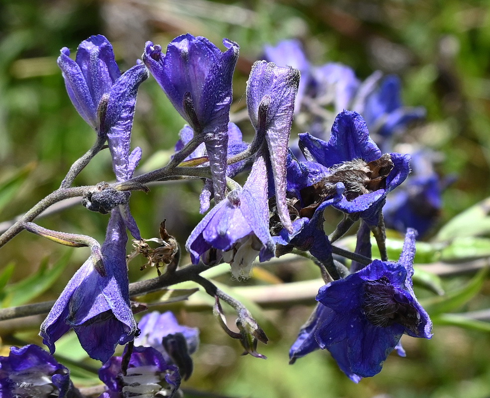 Изображение особи Delphinium cuneatum.