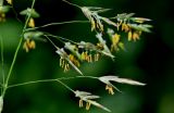 Bromopsis inermis. Соцветия. Московская обл., окр. г. Железнодорожный, дол. р. Чёрная, залежь, окраина зарослей кустарников. 16.06.2025.
