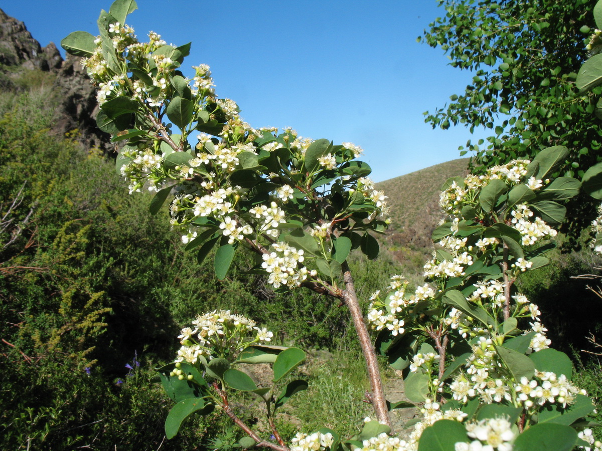 Изображение особи Cotoneaster multiflorus.