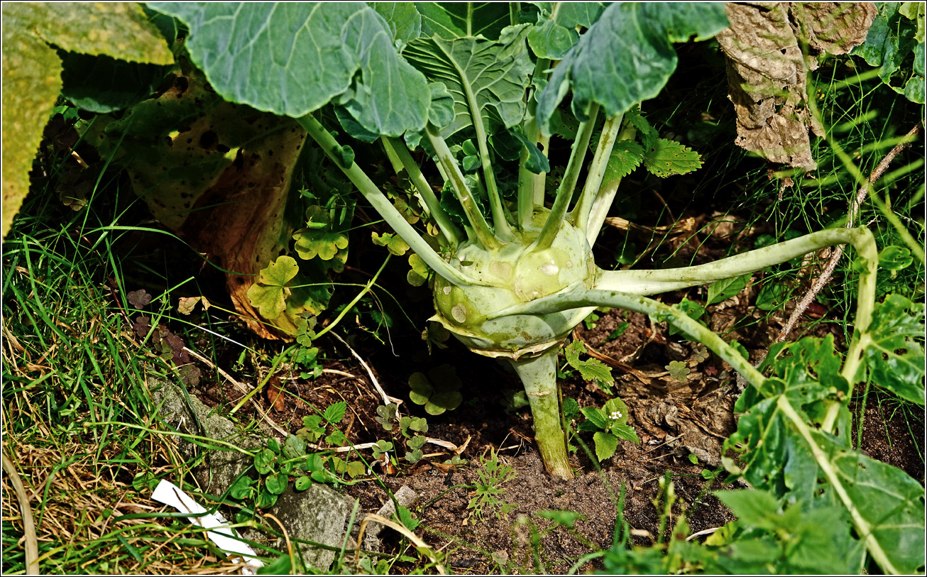 Image of Brassica oleracea var. gongylodes specimen.