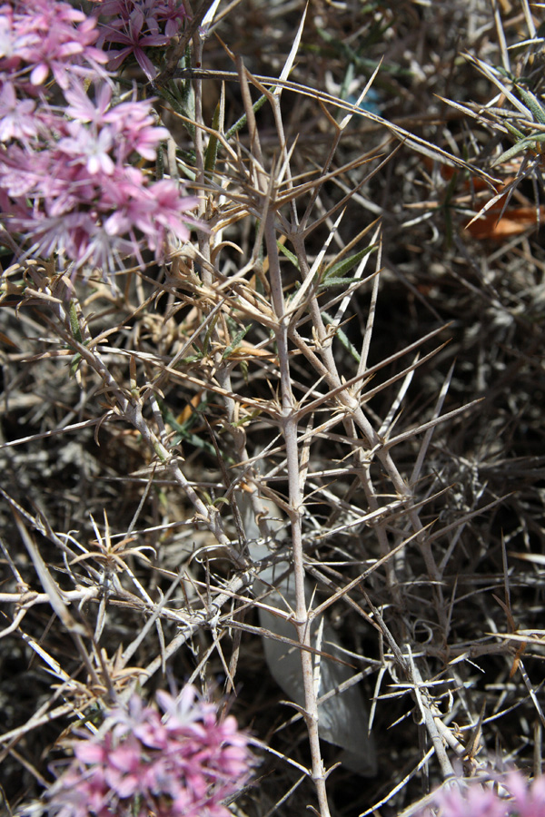 Image of Acanthophyllum pungens specimen.